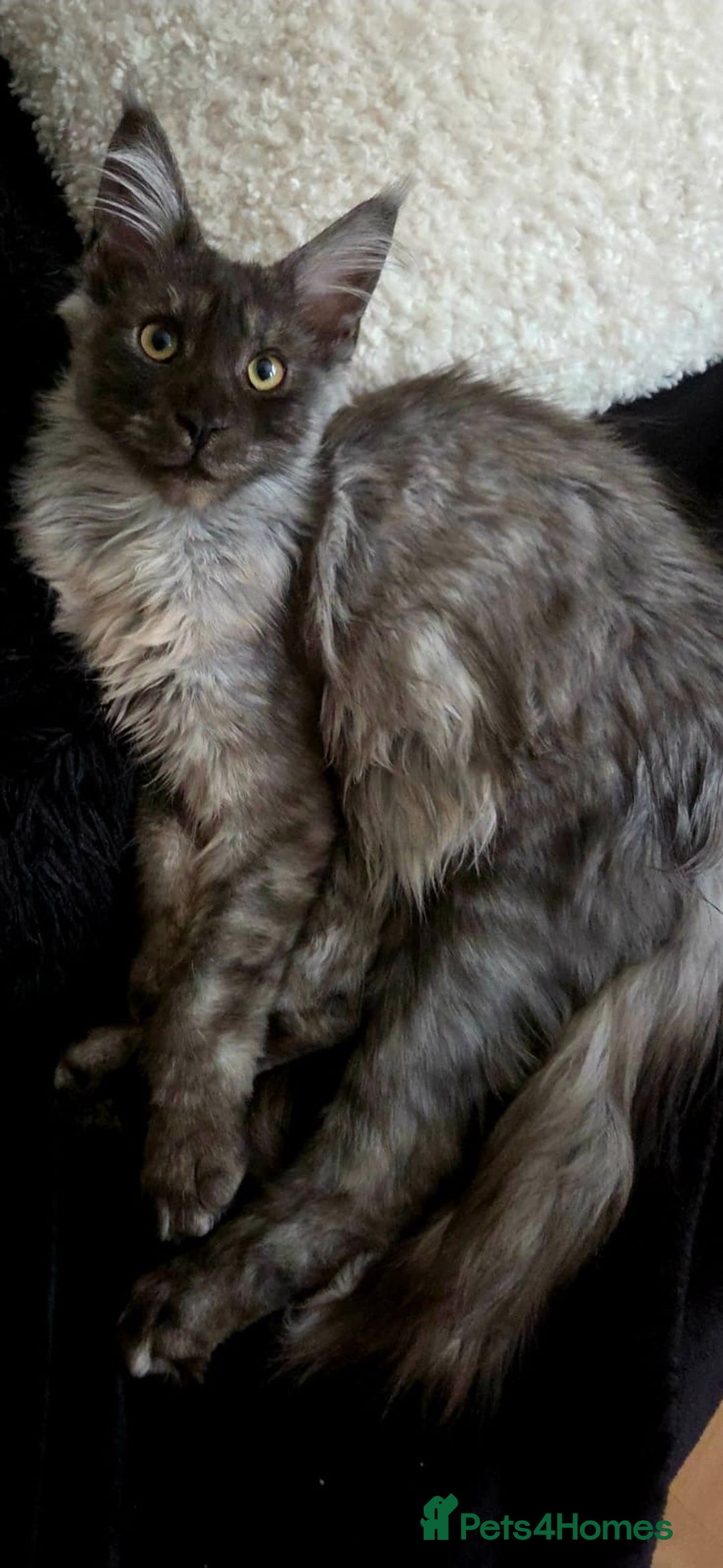 Maine Coon cats for sale: Russian XL maine coons looking HOME!❤️❤️❤️ - Image 4