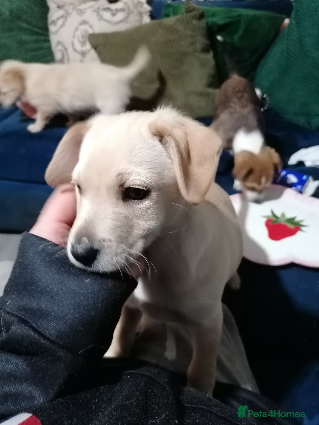 Patterjack dogs for sale: Patterjacks - Advert 2