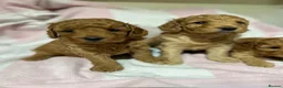 Cockapoo dogs for sale: Stunning Cockapoo Pups Health Tested Parents - Advert 4
