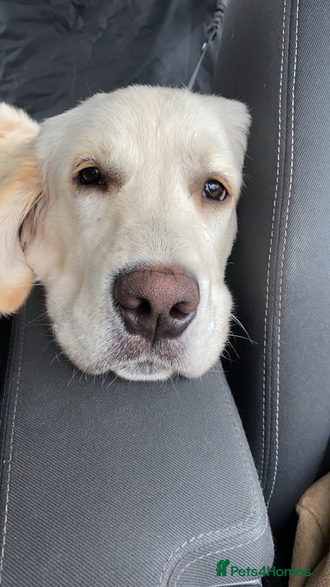 Golden Retriever dogs for stud: Lenny our KC golden retriever ready to stud!  - Advert 5