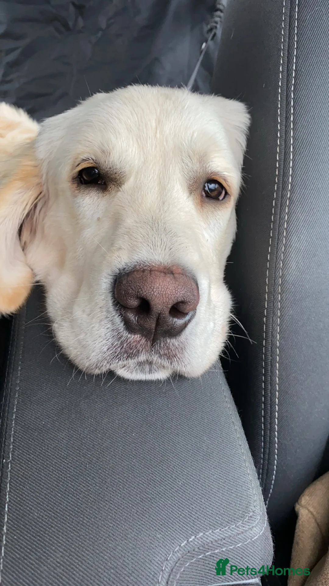 Golden Retriever dogs for stud: Lenny our KC golden retriever ready to stud!  - Advert 5