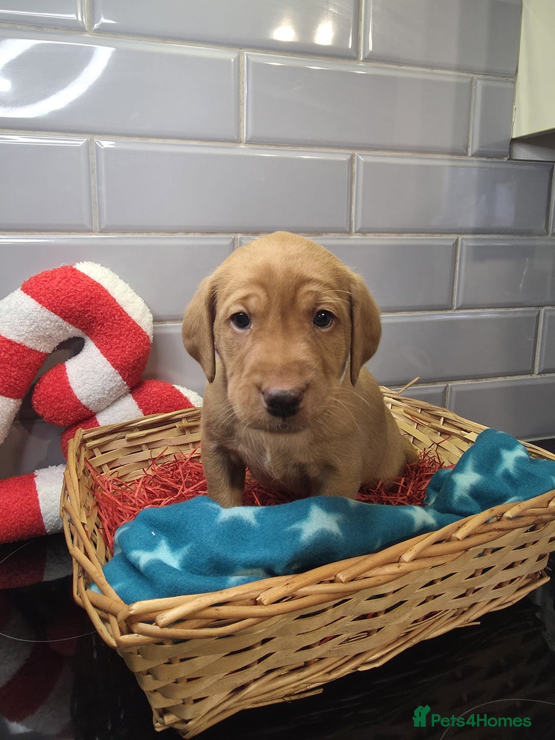 Labrador Retriever dogs for sale: STUNNING RED FOX LABS AVAILABLE 9TH JAN - Advert 8