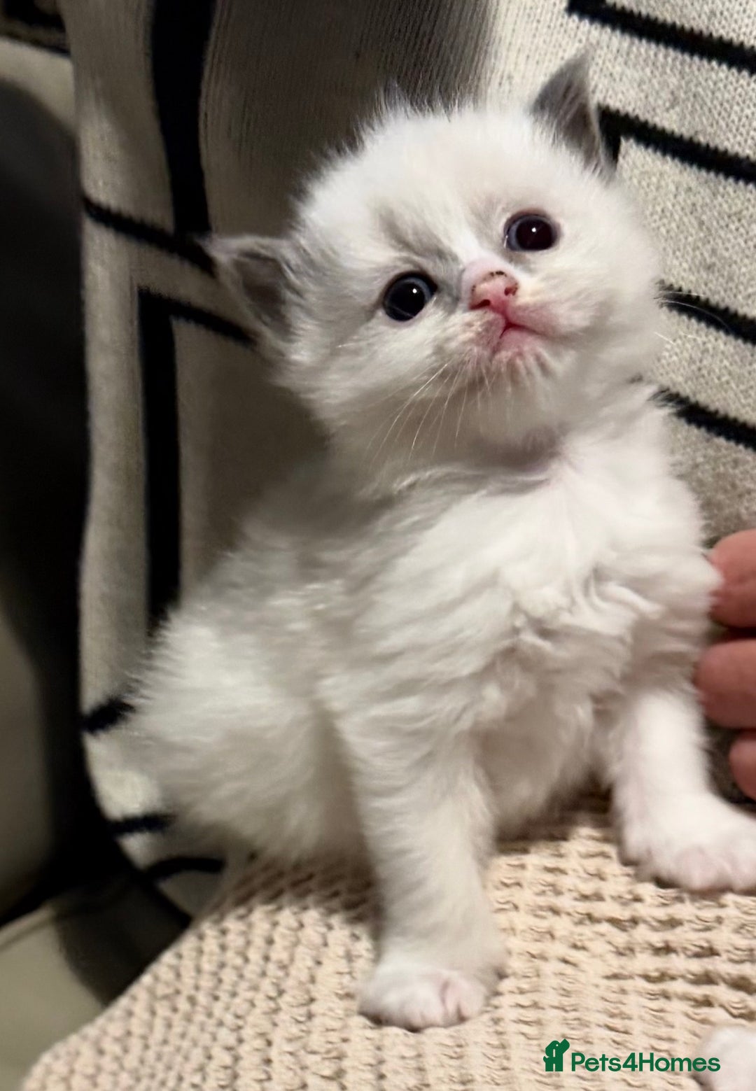 Ragdoll cats for sale: 5 PURE adorable💙💗Ragdolls💗💙ready to leave soon - Advert 21