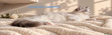 Ragdoll Kitten 2