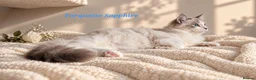 Ragdoll cats for sale: STUNNING TICA REGISTRED RAGDOLLS - Advert 9