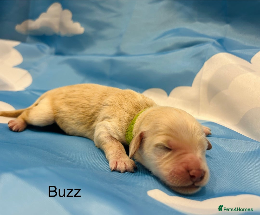 Double Doodle dogs for sale: Double doodle litter born 24/07/25 - Image 12