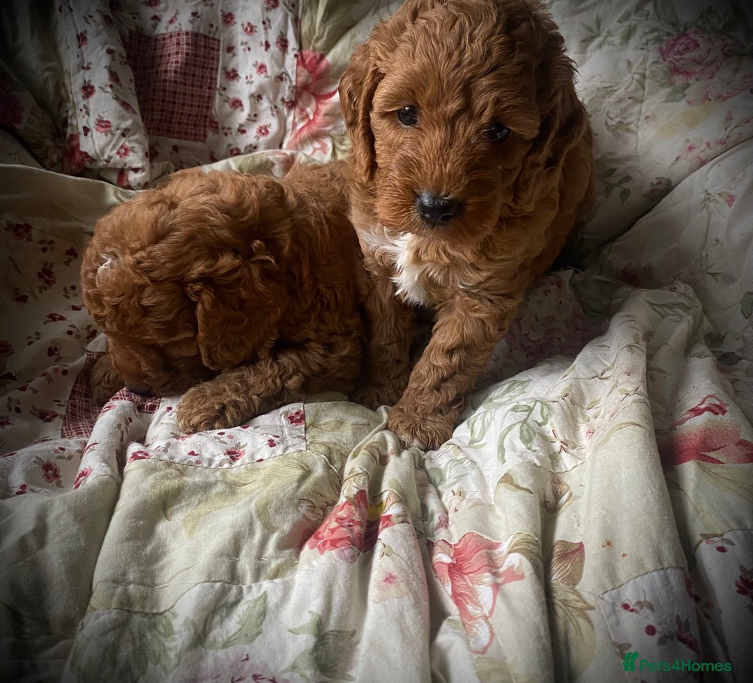 Cockapoo dogs for sale: Fabulous F1b Fox Red Cockapoo Health Cleared - Image 26