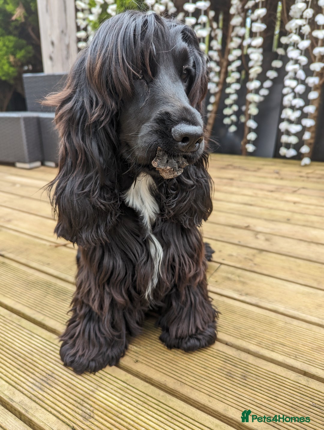 Cocker Spaniel dogs for sale: LAST ONE GIRL NEW🏠Kc reg English Cockerspaniel 🏠 - Advert 6