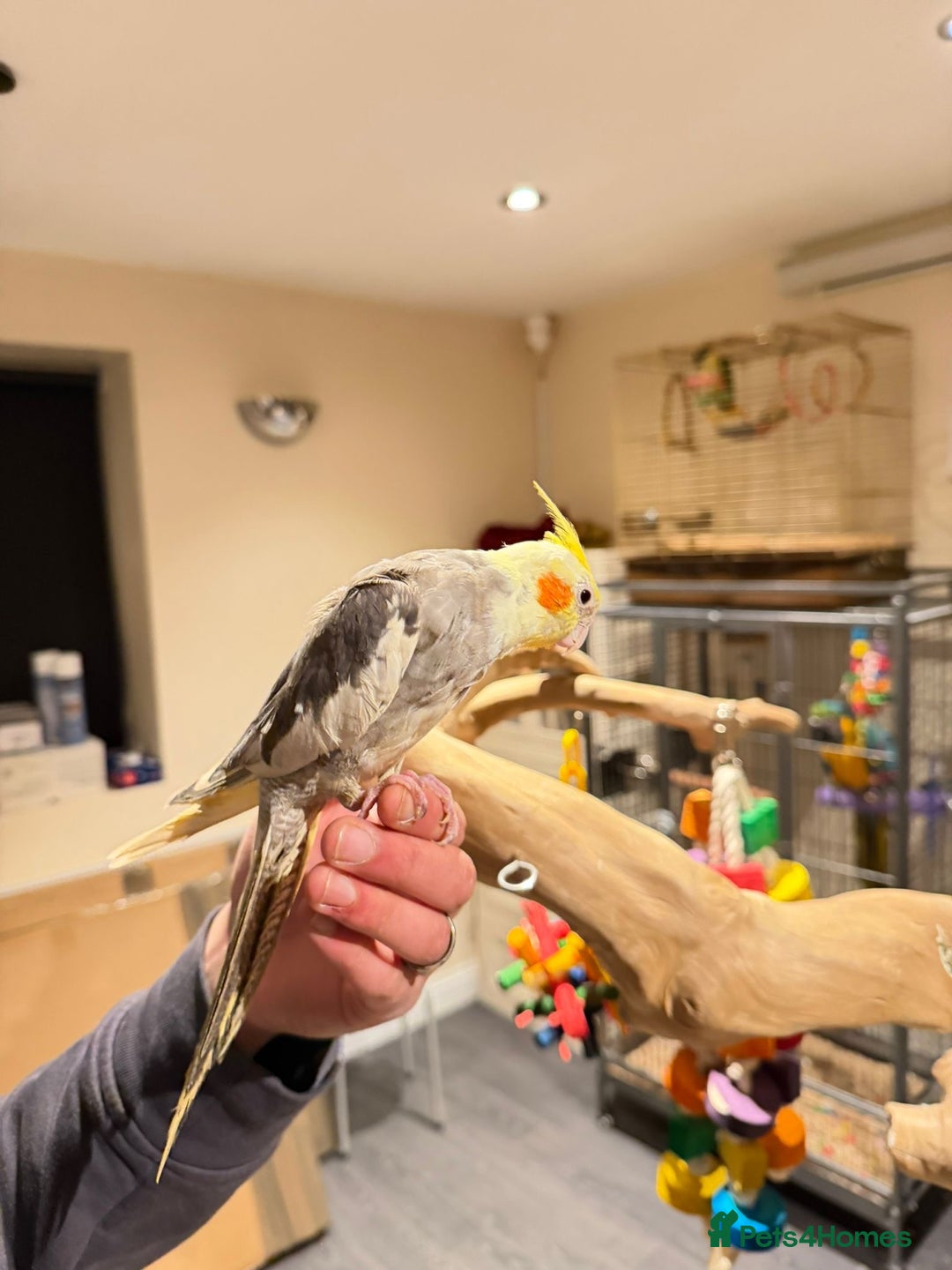 Budgerigars birds for sale: Beautiful Cockatiels for Sale- Tame and not Tame!  - Advert 4