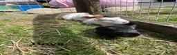 Guinea Pig rodents for sale: Baby Girl and Boy Guinea pigs  - Advert 2