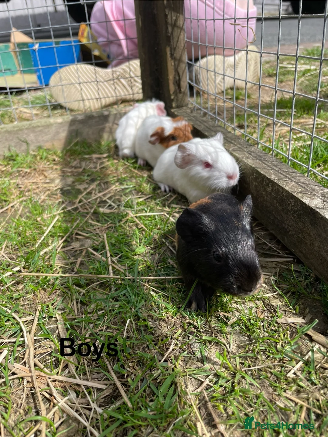 Guinea Pig rodents for sale: Baby Girl and Boy Guinea pigs  - Advert 2