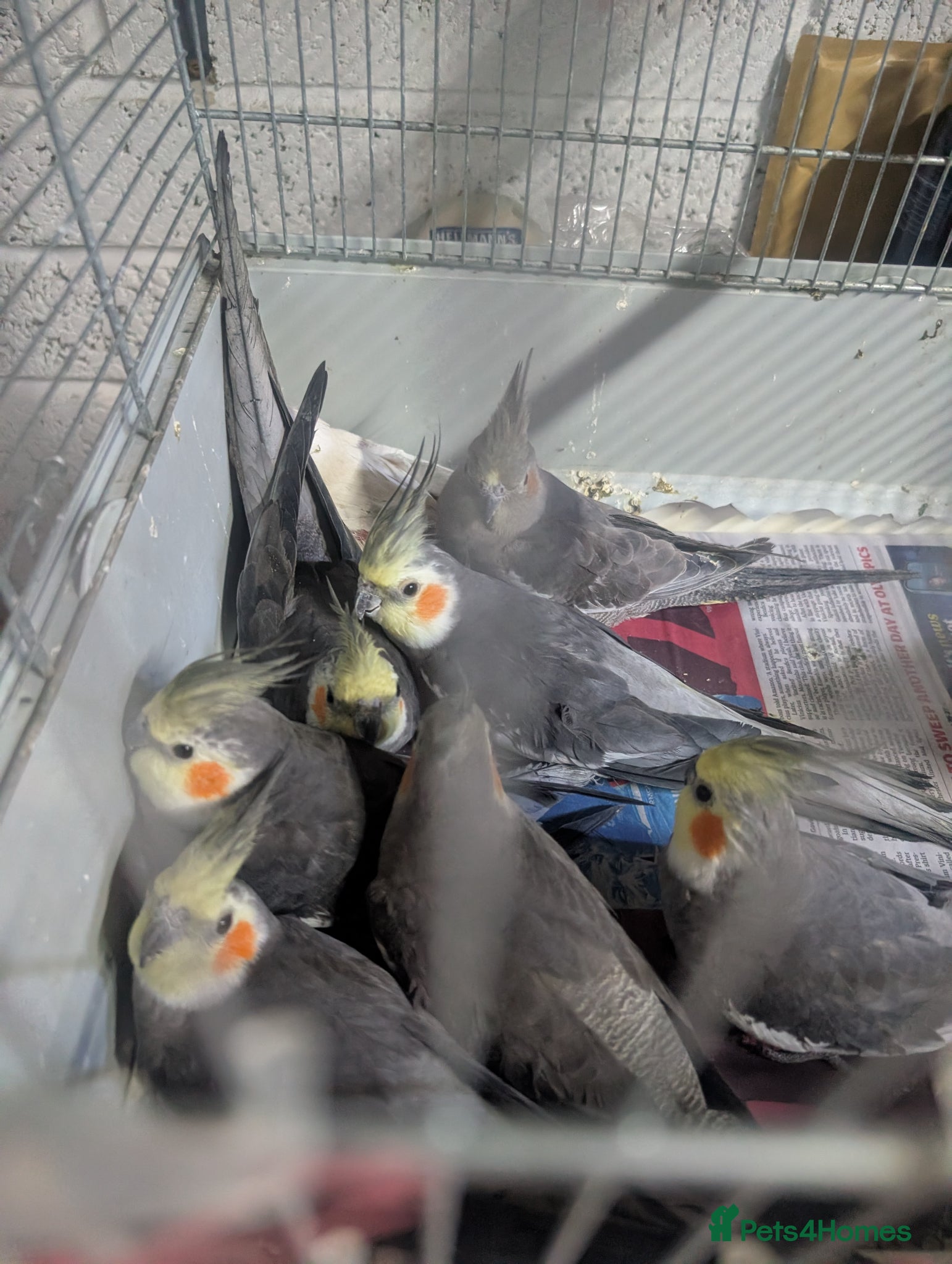 Cockatiels birds Baby Cockatiel Grey/White 🕊️🕊️ - Advert 13