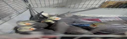 Cockatiels birds for sale: Baby Cockatiel Grey/White 🕊️🕊️ - Advert 1