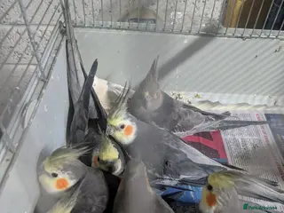Cockatiels birds Baby Cockatiel Grey/White 🕊️🕊️ - Advert 3