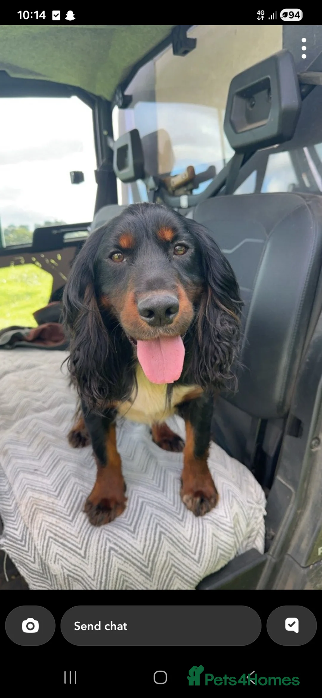 Cocker Spaniel dogs for sale: Boy cocker spaniel  - Advert 2