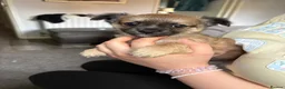 Chihuahua dogs for sale: Beautiful Male Long haired Chihuahua  - Advert 6