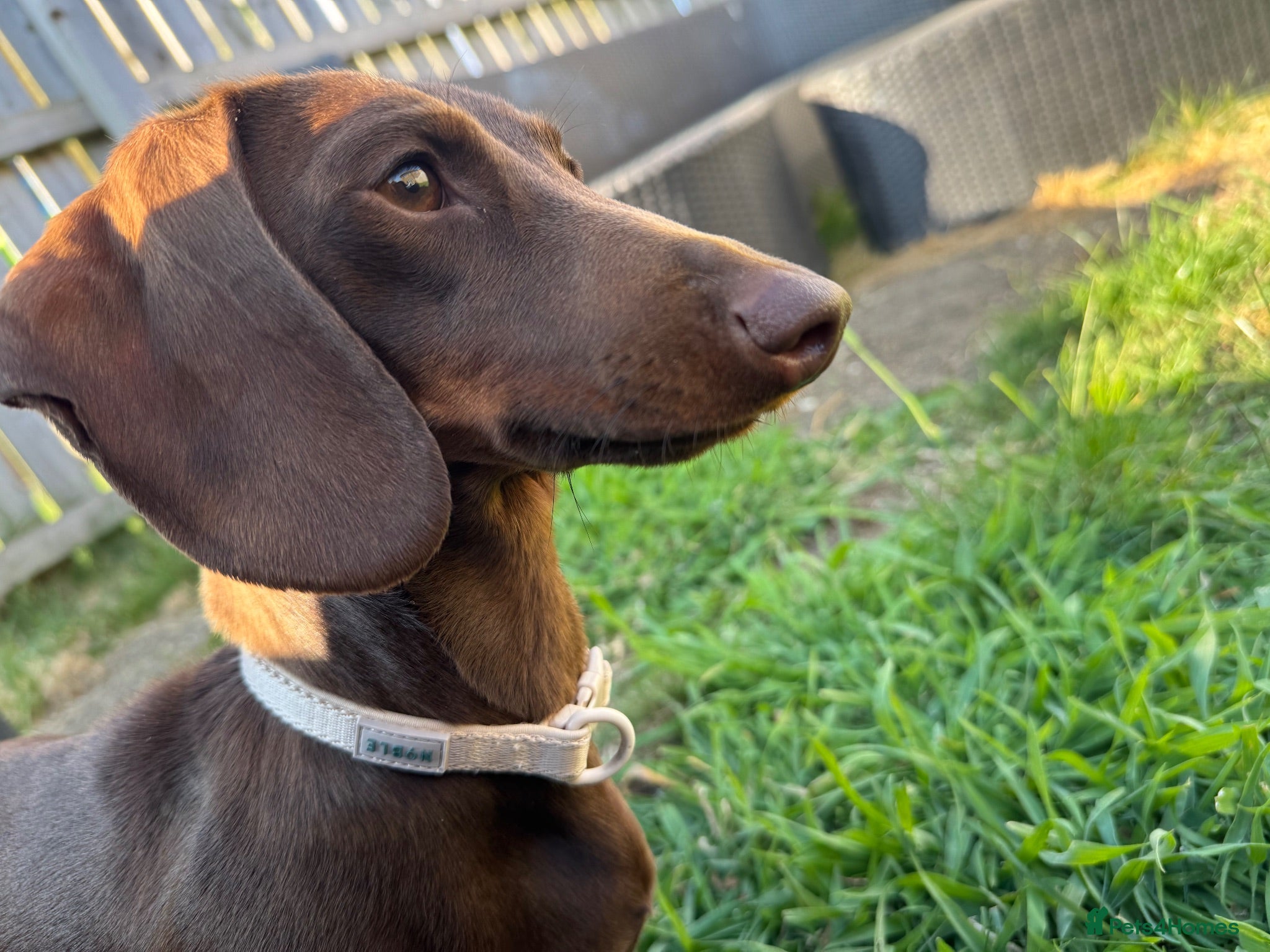 Miniature Dachshund dogs Miniature Dachshund for Rehome - Advert 4