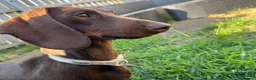 Miniature Dachshund dogs for sale: Miniature Dachshund for Rehome - Advert 1