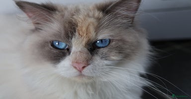 Ragdoll cats - Advert 3