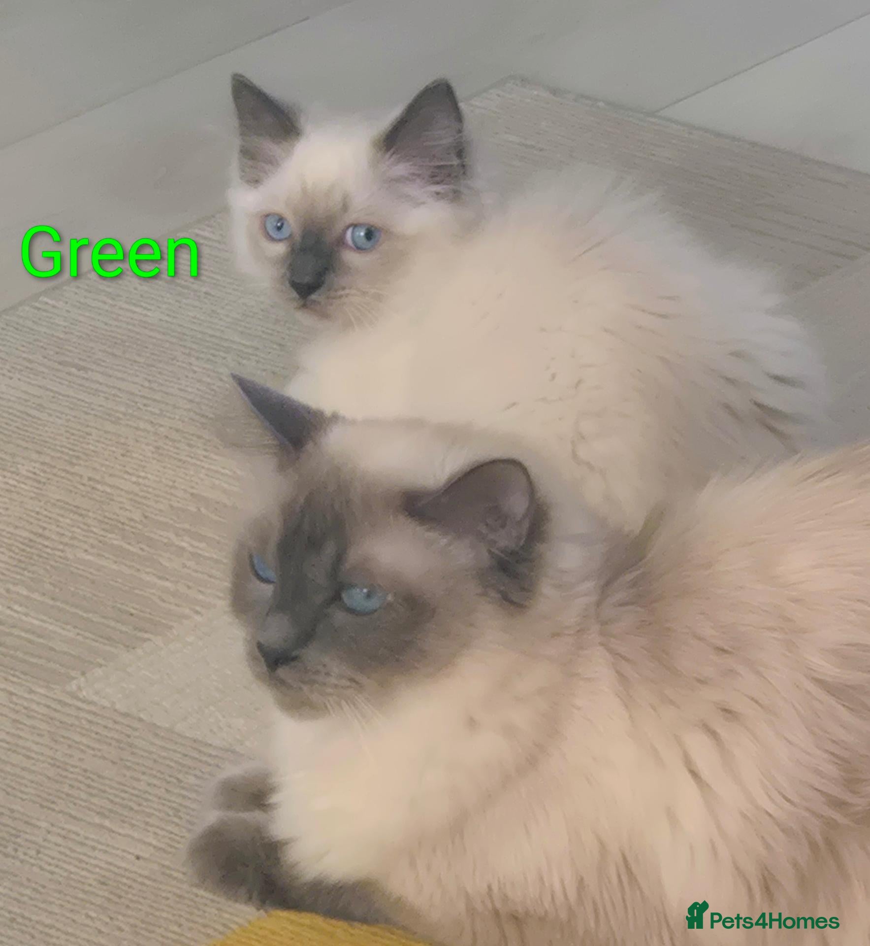 Ragdoll cats 😻 Ragdoll Kitten Boy 😻 - Advert 1