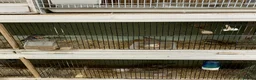 Finches birds for sale: Zebra finches male and female, male diamond dove - Advert 8