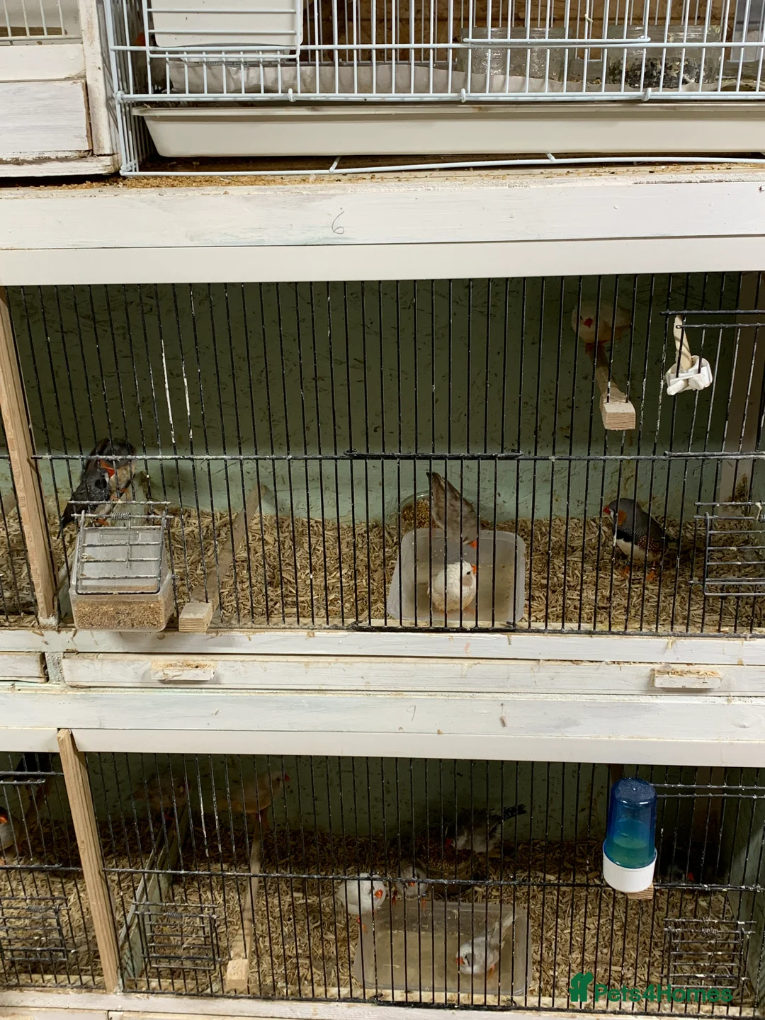 Finches birds for sale: Zebra finches male and female, male diamond dove - Advert 8