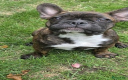 French Bulldog dogs for sale: Older pups needing a home - Image 6
