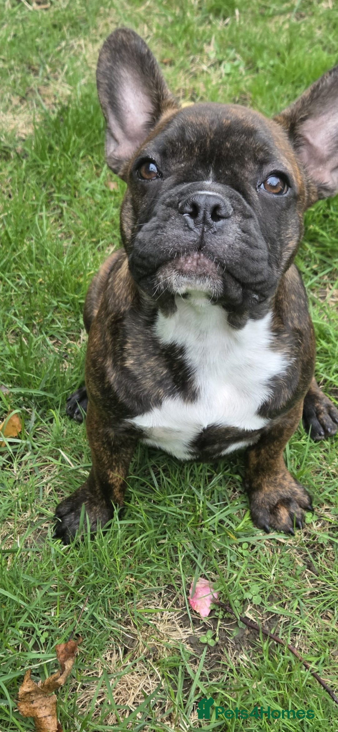 French Bulldog dogs for sale: Older pups needing a home - Image 6