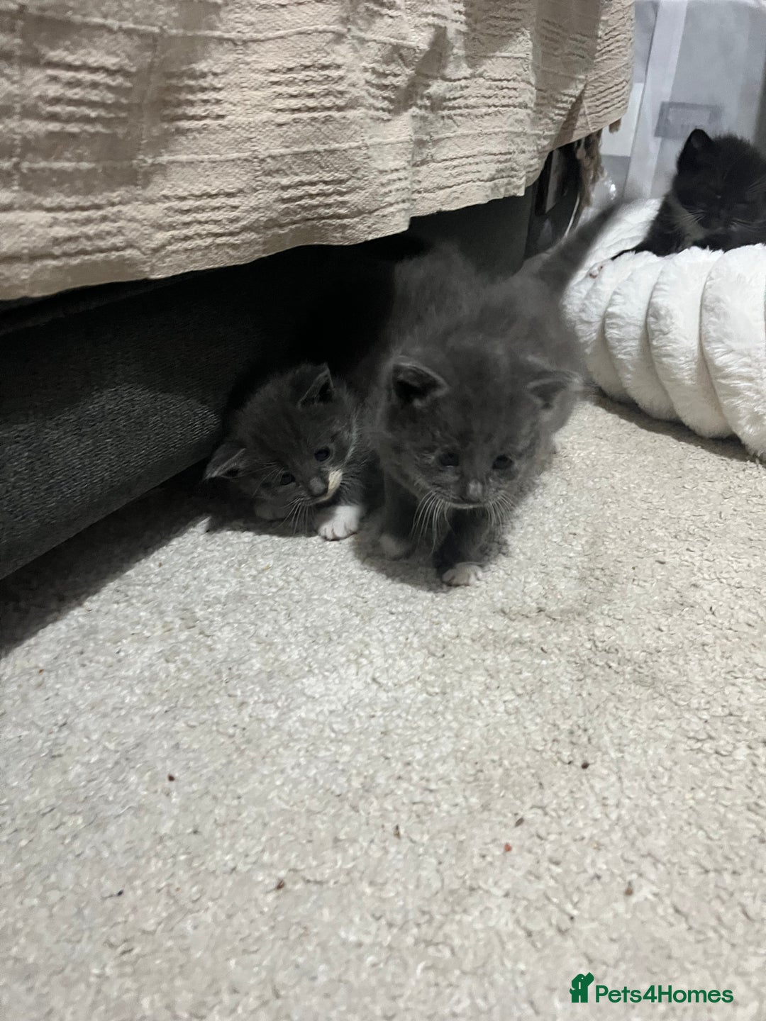 British Shorthair cats for sale: Mix of Persian and domestic short hair kittens - Advert 6