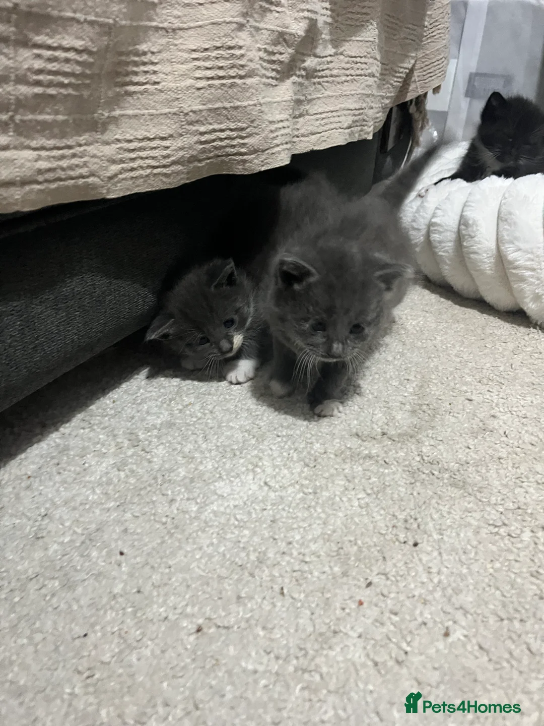 British Shorthair cats for sale: Mix of Persian and domestic short hair kittens - Advert 6