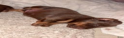Miniature Dachshund dogs for sale: Our chocolate and tan pups  - Advert 2