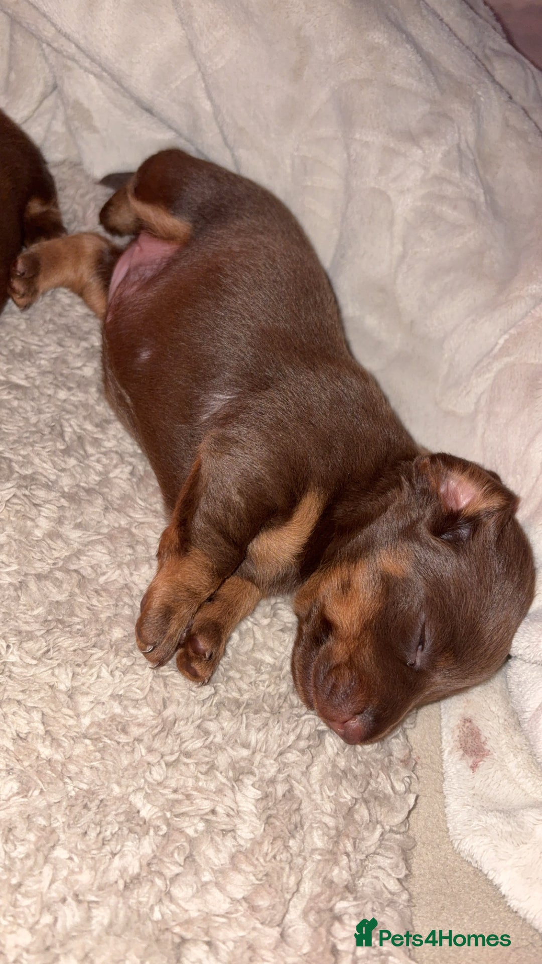 Miniature Dachshund dogs for sale: Our chocolate and tan pups  - Advert 2