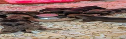 Dachshund dogs for sale: Wire-Haired Dachshund (Teckel) Puppies - Advert 9