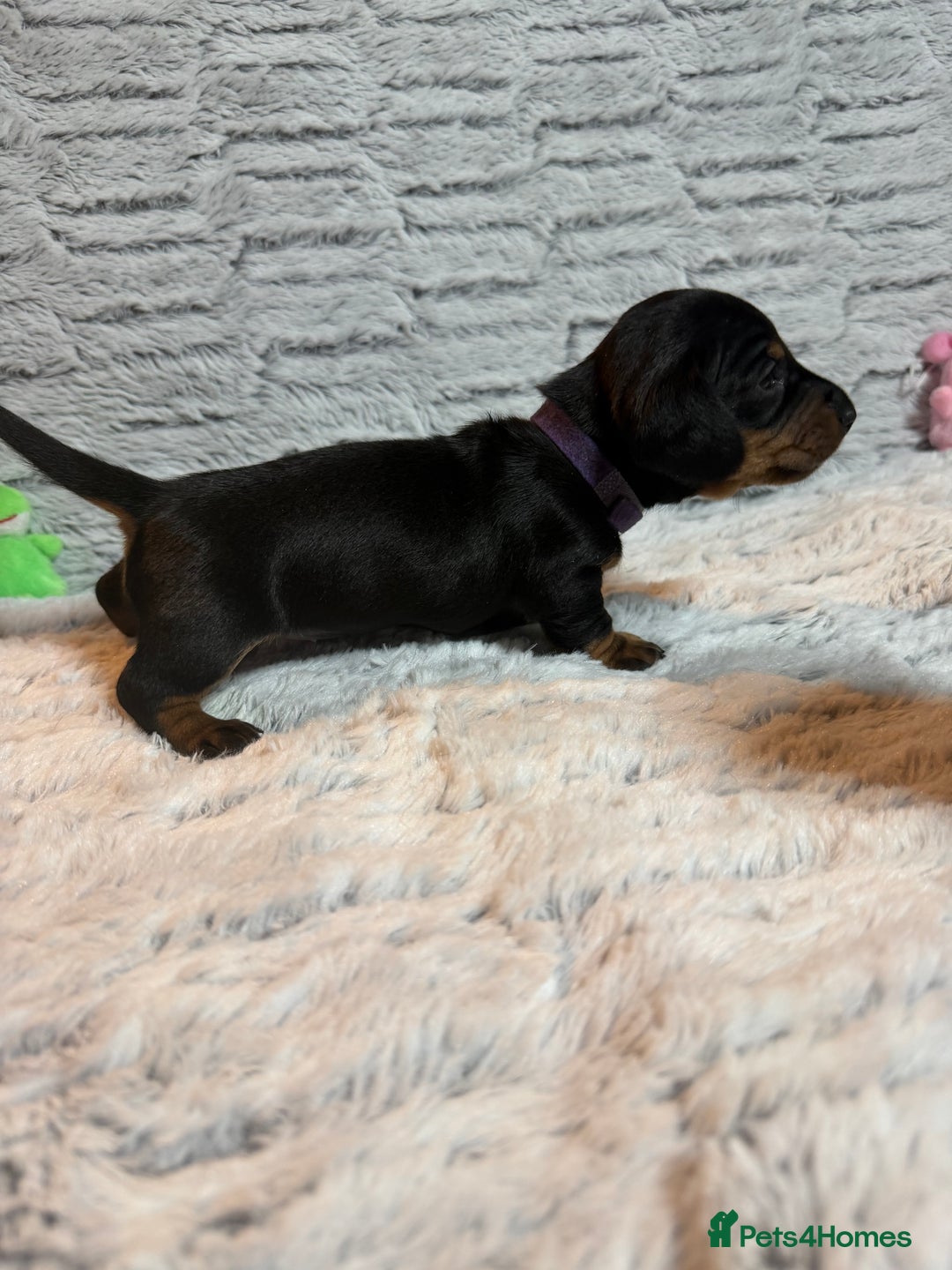 Dachshund dogs for sale: 6 Absolutely stunning dachshund  puppies for sale - Advert 4