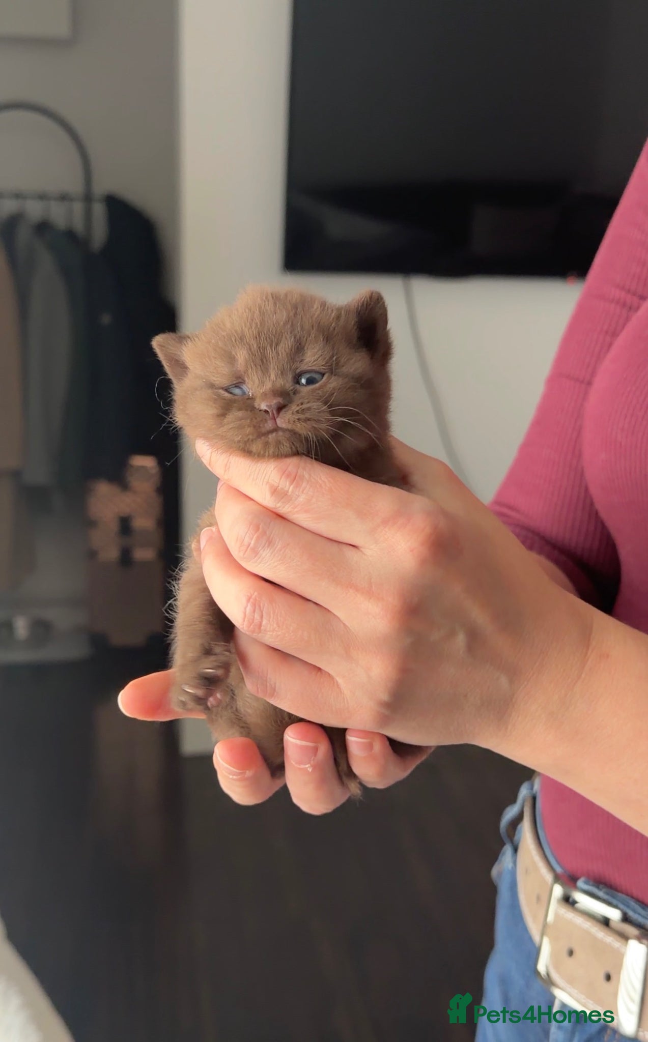 British Shorthair cats GCCF registered chocolate female kitten - Advert 1