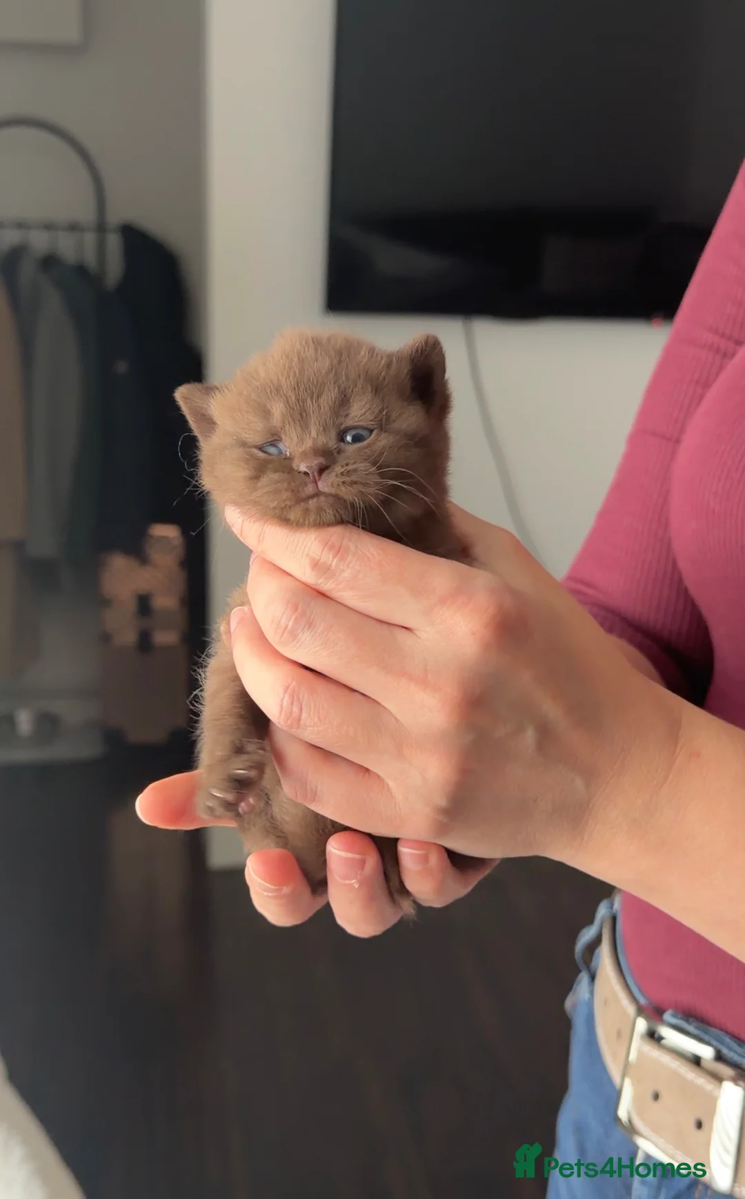 British Shorthair cats for sale: GCCF registered chocolate female kitten - Advert 1