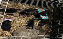 Mixed Breed cats for sale: Kittens  - Advert 1