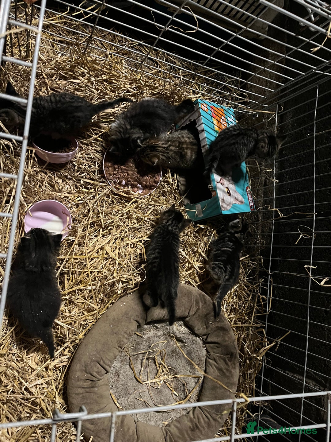 Mixed Breed cats for sale: Kittens  - Advert 1