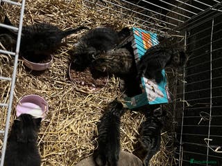 Mixed Breed cats Kittens - Advert 16