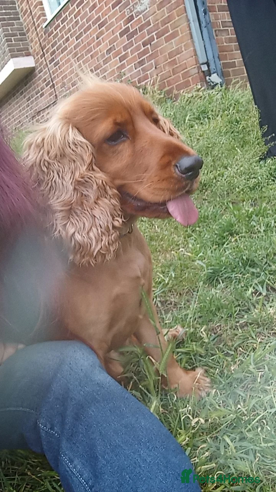 Cocker Spaniel dogs for sale: For free - Advert 1