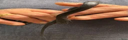 Snake reptiles for sale: Mixed Snakes - Advert 4