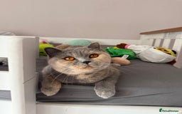 British Shorthair cats for sale: Brittish shorthair female GCCF - Advert 3