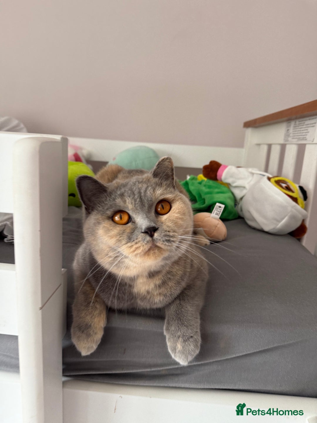British Shorthair cats for sale: Brittish shorthair female GCCF - Advert 3