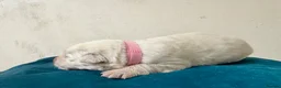 German Shepherd dogs for sale: EXCEPTIONAL WHITE GERMAN SHEPHERD PUPPIES FOR SALE - Advert 2