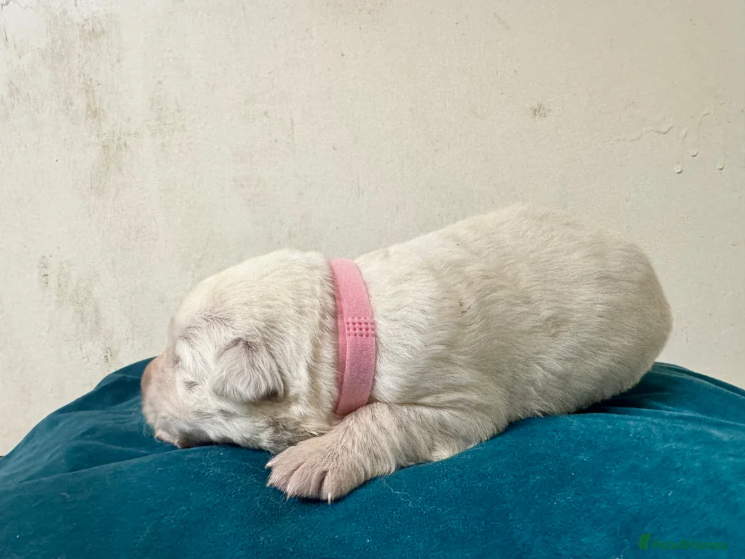 German Shepherd dogs for sale: EXCEPTIONAL WHITE GERMAN SHEPHERD PUPPIES FOR SALE - Advert 2
