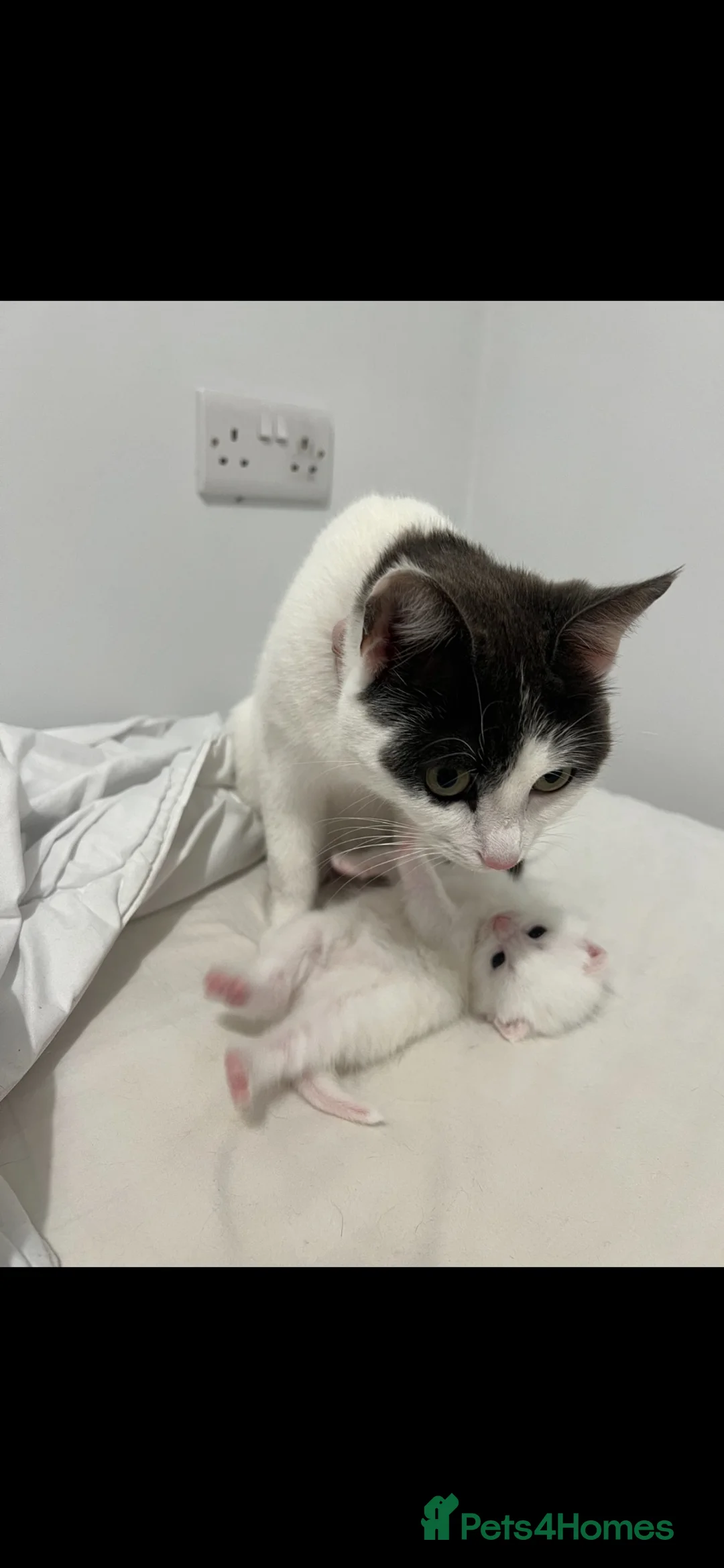 Mixed Breed cats for sale: Adorable white kitten  - Advert 4