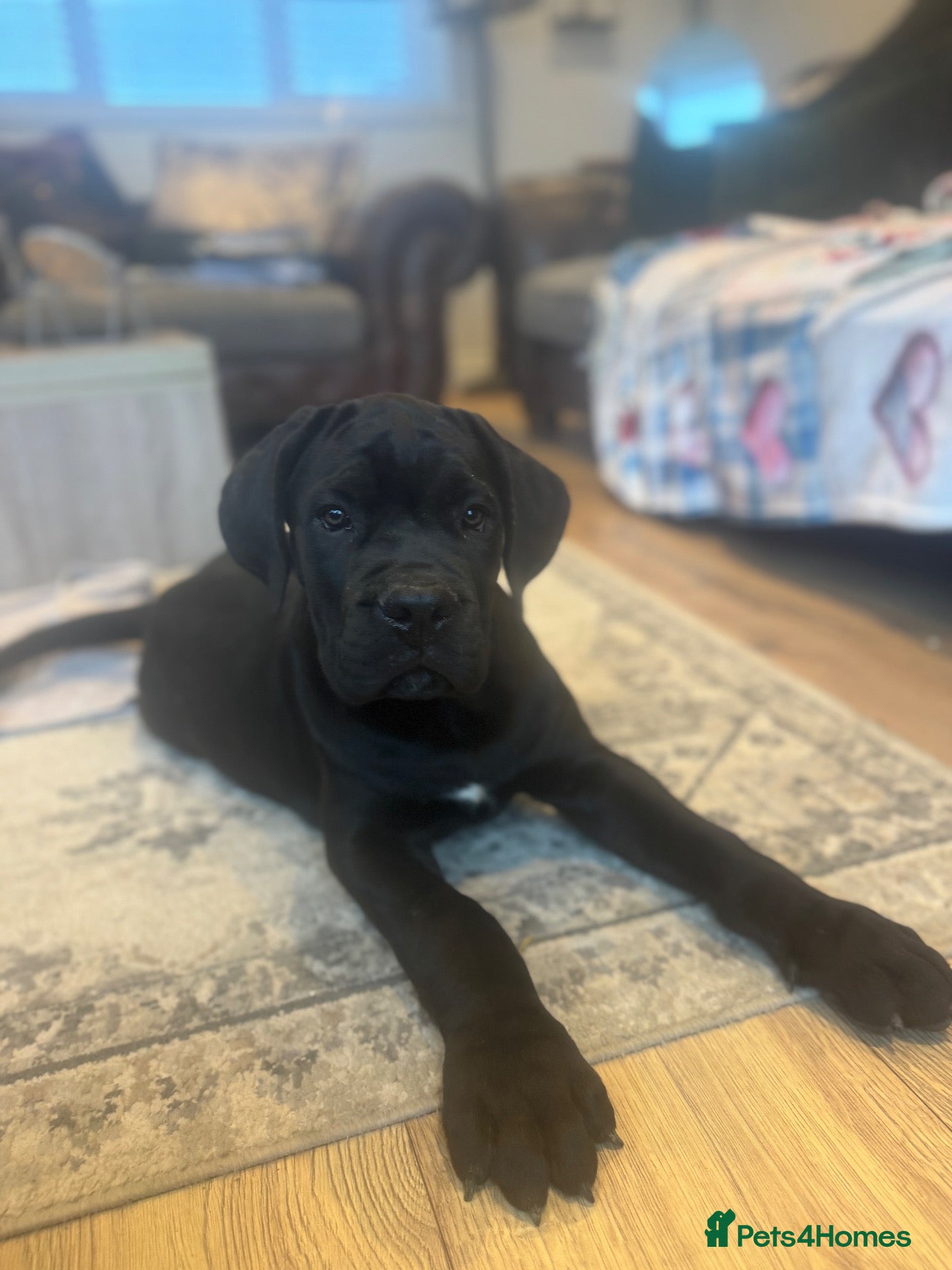 Cane Corso dogs Cane corso litter  - Advert 2