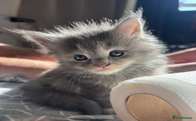 Maine Coon cats - Advert 8