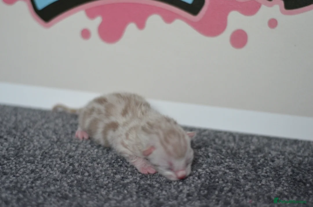 Bengal cats for sale: 🧬LIMITED BENGAL KITTENS🧬 2 females left - Advert 22