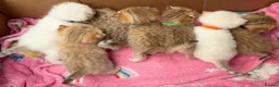 British Shorthair cats for sale: Adorable TICA British Shorthair kittens  - Advert 12